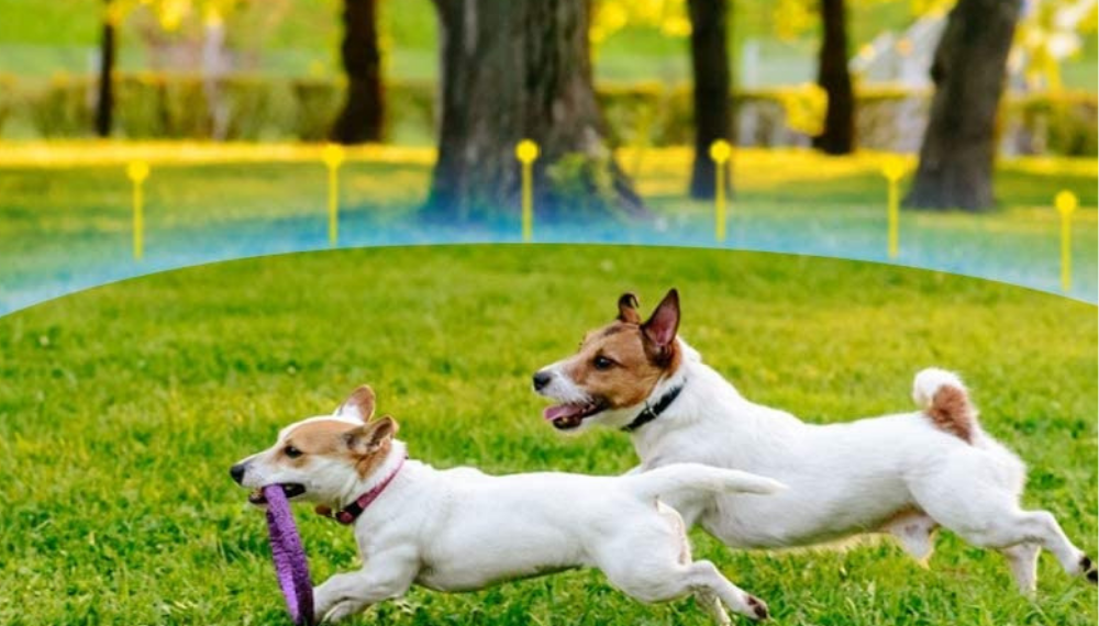 Install Invisible Electric Fence to Keep Your Dog Safe