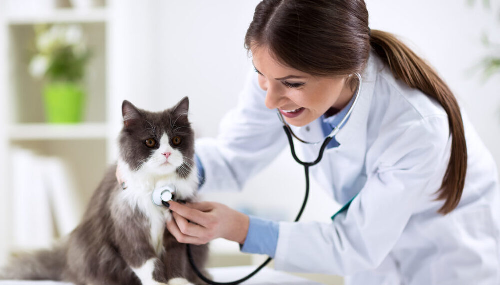 Must Know About Deworming Pet Cats